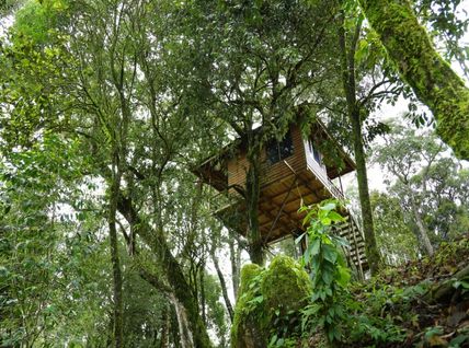 Honeymoon in Tree House
