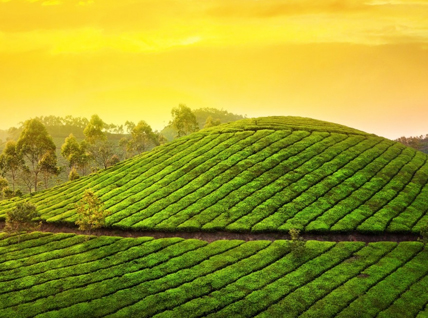 Munnar