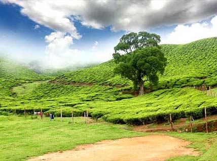 Munnar Honeymoon Tour Packages