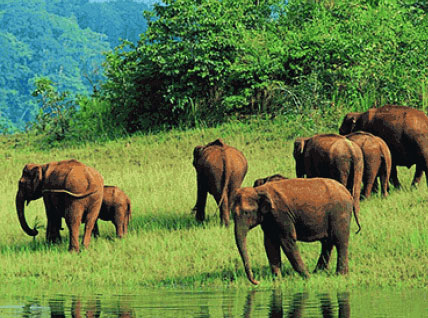 Incredible Kerala Wildlife Getaway